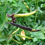 Lathyrus niger Fruto