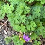 Geranium platypetalum Листок