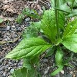 Erigeron pulchellus Leaf