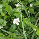 Viola striata Flower