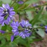 Polygala alpestris Flower