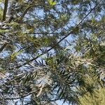 Grevillea robusta Folha