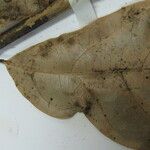 Endlicheria pyriformis Máis