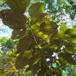 Miconia elata Feuille