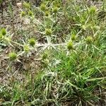 Eryngium campestre عادت داشتن