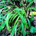 Brachypodium sylvaticum Leaf