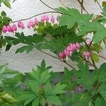 Dicentra spectabilis Flor