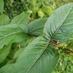 Diervilla sessilifolia Leaf