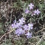 Glandularia gooddingii Flower