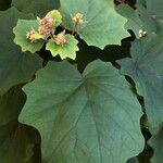 Roldana petasitis Flor