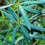 Alstonia actinophylla Blad