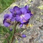 Polemonium caeruleum 花