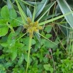 Cyperus aggregatus Ліст