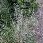 Oloptum miliaceum 形態