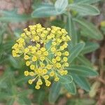 Bupleurum fruticosumFlor