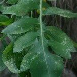 Rhaponticoides alpina Leaf