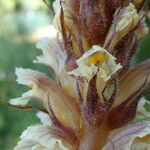Orobanche crenata Flower