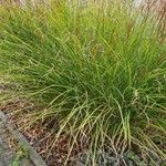 Miscanthus sinensis Likasa