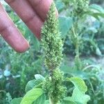 Amaranthus powellii Λουλούδι