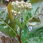 Lonicera caerulea Flower