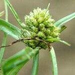 Cyperus michelianus Λουλούδι