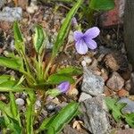 Viola sagittata Alkat (teljes növény)