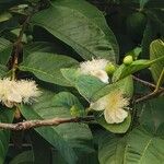 Psidium guajava फूल