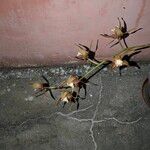 Cymbidium tracyanum Flor