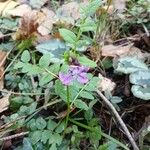 Vicia sepium आदत