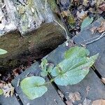 Saururus cernuus Leaf