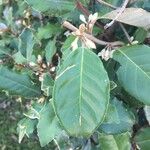 Elaeagnus macrophylla ഇല