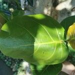 Coccoloba uvifera Yaprak