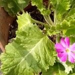 Primula sieboldii Hostoa