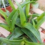 Aloe succotrina Leaf