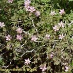 Rhodalsine geniculata Elinympäristö