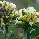 Teucrium montanum Fleur