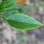 Hibiscus boryanus Blad