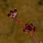 Juncus bulbosus果實