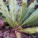 Meryta pachycarpa Leaf