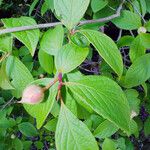 Stewartia pseudocamellia Folla