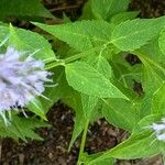 Agastache foeniculum Yaprak