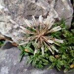 Globularia repens Fleur