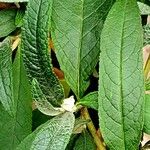 Buddleja davidii Feuille