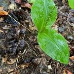 Platanthera orbiculata Leaf