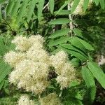 Sorbaria kirilowii ফুল