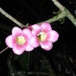 Schlegelia nicaraguensis Flower