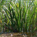 Acorus calamus ഇല