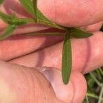 Solidago ptarmicoides Hoja