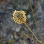 Catananche caerulea Fruit