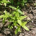 Veronica americana Hoja